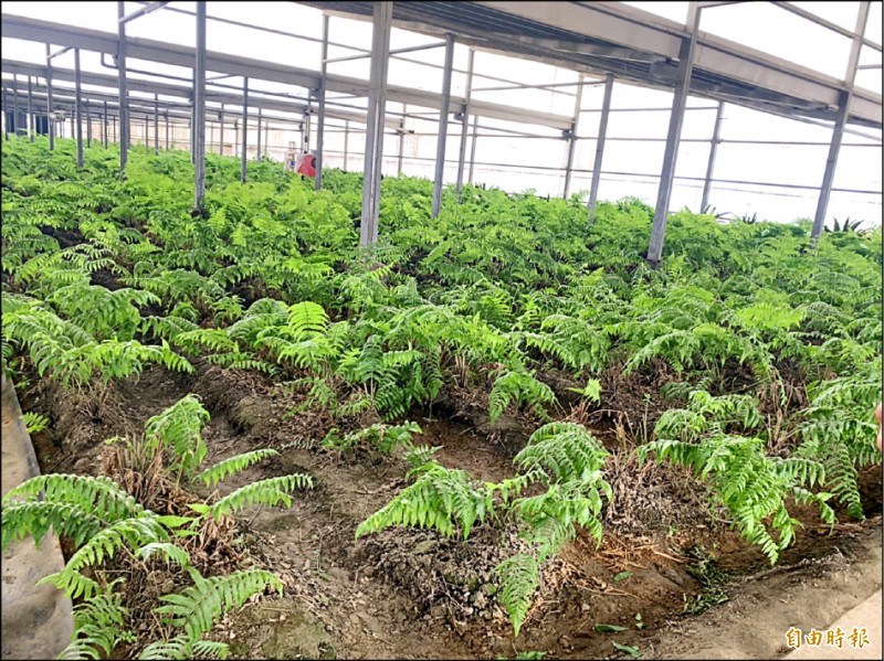 晁陽考量太陽能板遮蔽率因素，種植菇類、過貓蕨類等光照較少農作物。（記者林菁樺攝）
