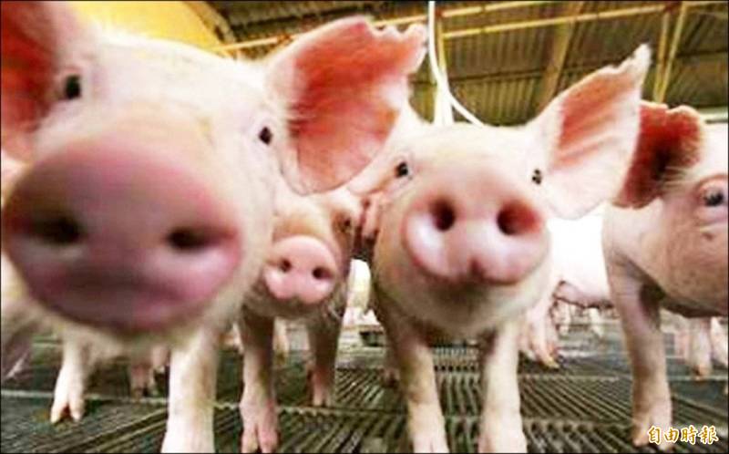 養豬示意圖（資料照）
