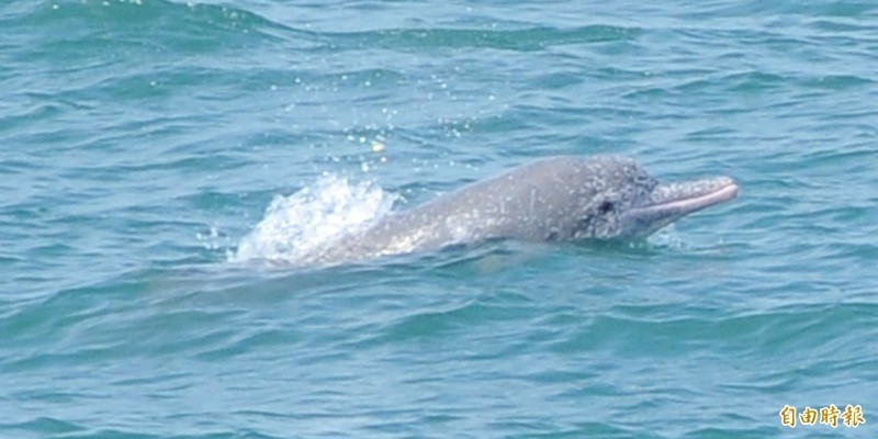 台電通霄電廠辦理第2期更新計畫，其中包括116.22公頃位於中華白海豚野生動物重要棲息環境的一級海岸保護區範圍。（資料照，鄭武郎提供）