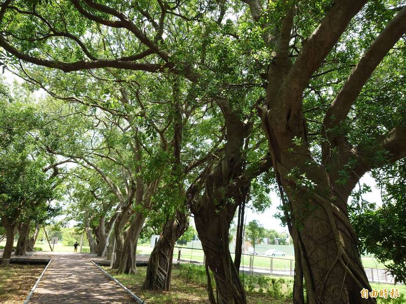 長勝公園綠意茂盛,為長勝營區重劃區土地標售加分。(記者洪瑞琴攝)
