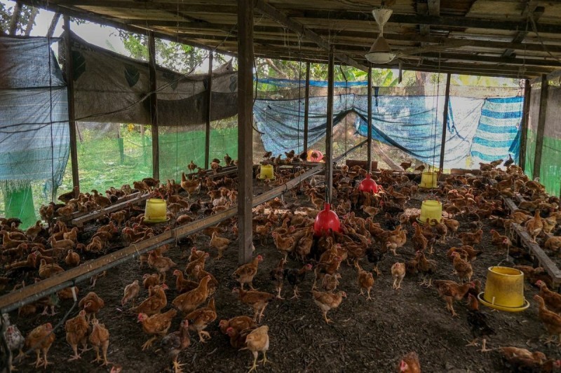 高舉食品保護主義 大馬禁止雞隻出口