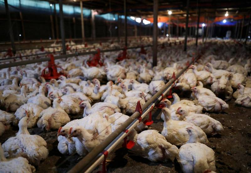 馬來西亞禁活雞出口 影響新加坡「盼早日恢復供應」 – 自由財經