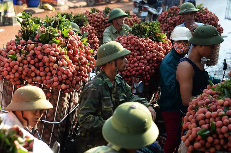 越南荔枝盛產  擺脫依賴中國轉銷歐日訂單增5成