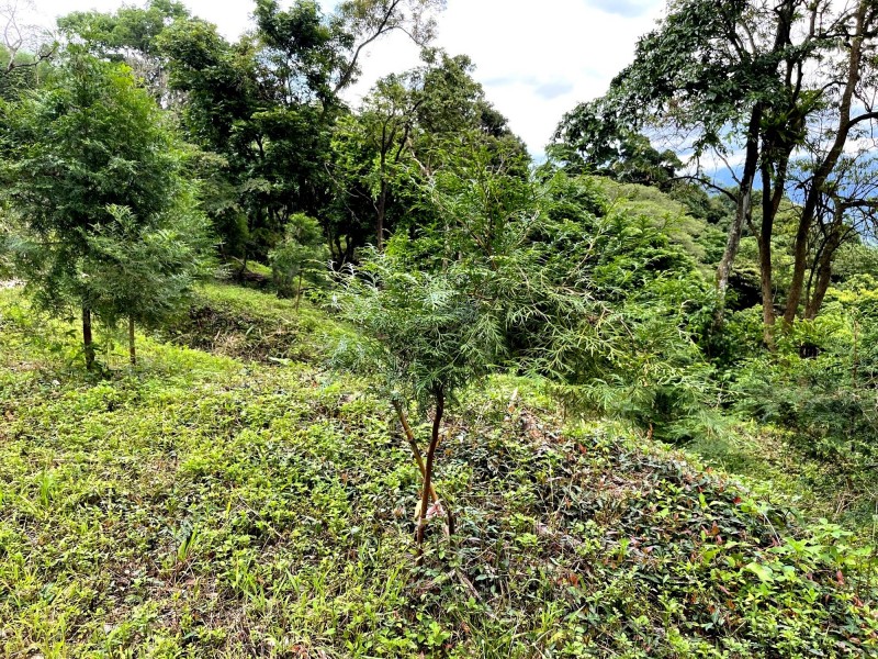 貿聯攜手台大實驗林 南投水里植樹3000棵