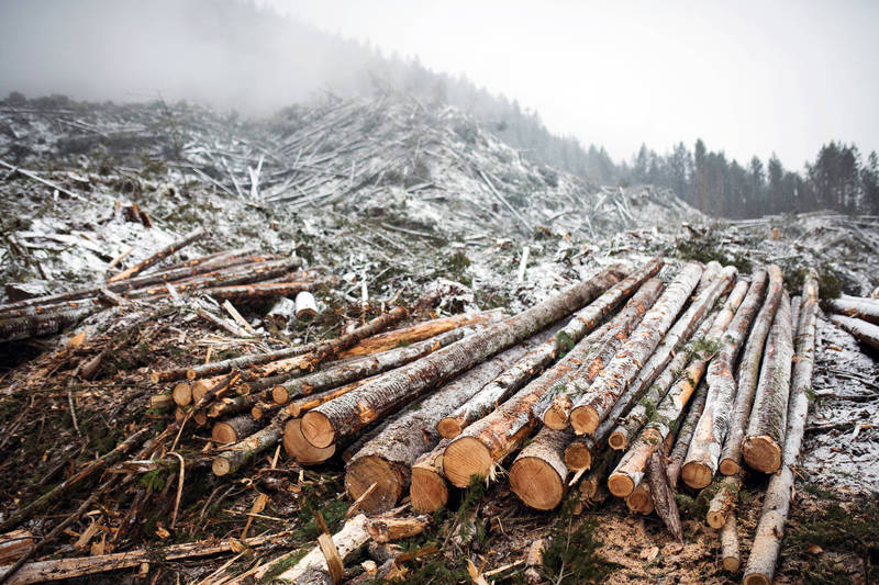 美建材價格飆漲 葉倫：不考慮減免加拿大木材關稅