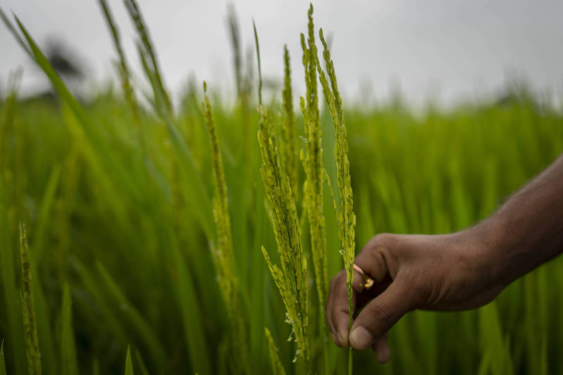 進口食用油價格飆漲 米糠油成印度家庭新寵