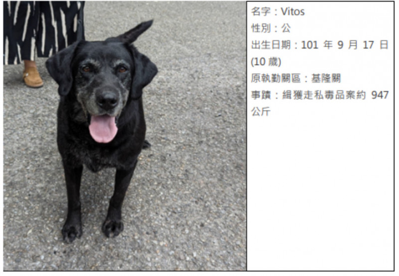 財政部關務署表示，2隻拉不拉多除役緝毒犬徵求認養家庭，分別是現年10歲的Wayne及Vitos。 （關務署提供）