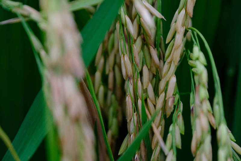 WSJ：印度稻米出口禁令將加劇全球糧食供應緊張