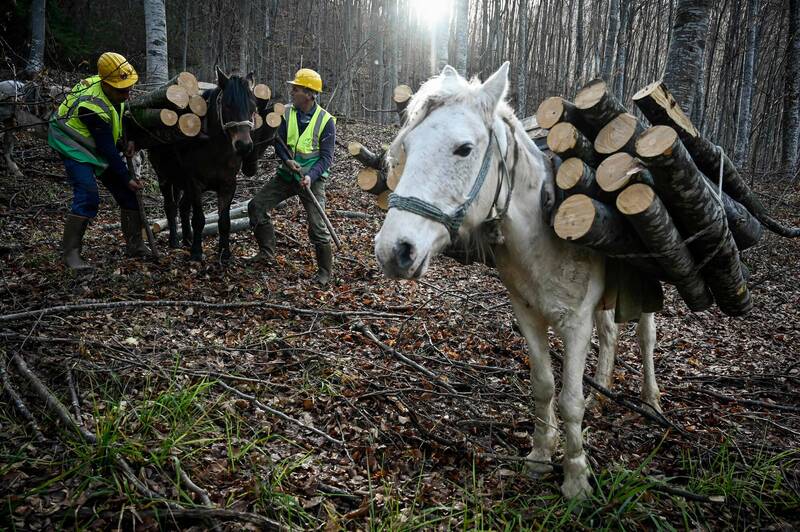 各顯神通！失去9成俄能源  歐洲人騎馬砍材過冬