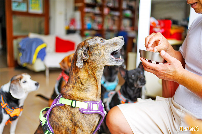 台灣毛小孩飼養數量預估2023~2027年將超越14歲以下幼童,寵物產業將迎來另一波的市場爆發商機。(記者靳昌玲攝)