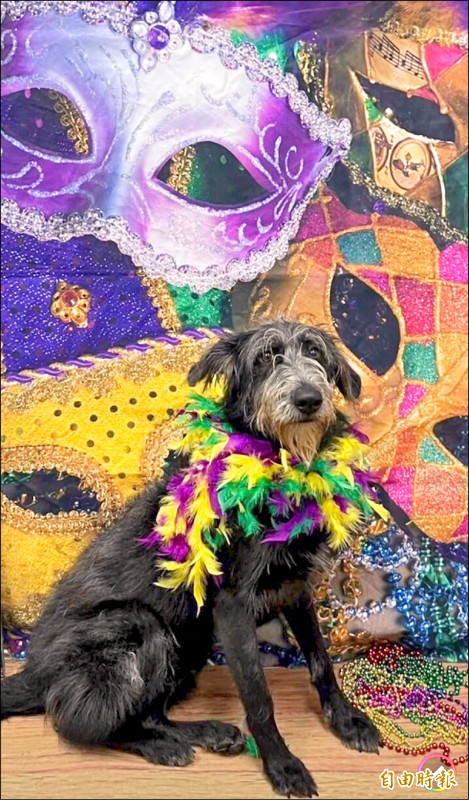 寵愛無極限,狗狗嘉年華秀萌姿。(記者魏錫賓攝)