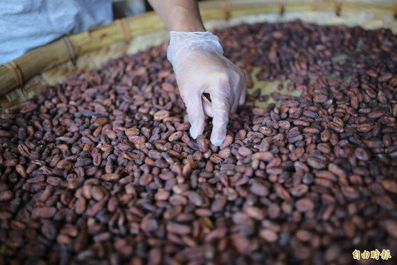 Cocoa yield doubled by new pollination technology developed by Council