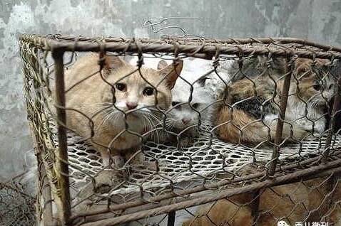 超驚悚！香港肉舖賣中國貓肉 老闆認罪入獄10週