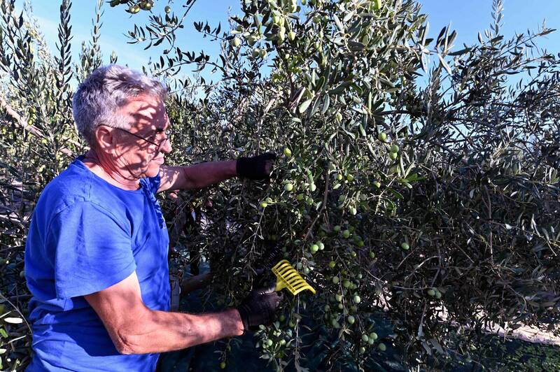 500年大旱後遺症 歐洲橄欖油價格創史高