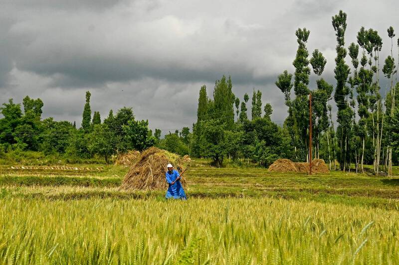 India Bans White Rice Exports to Address Global Food Inflation