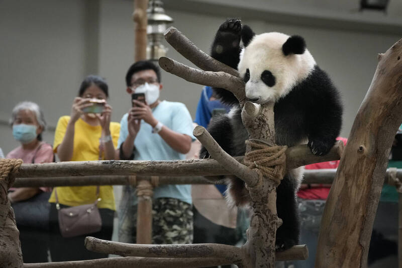貓熊深受民眾喜愛，但經濟及地緣政治影響，掀起「貓熊退貨潮」。（美聯社）