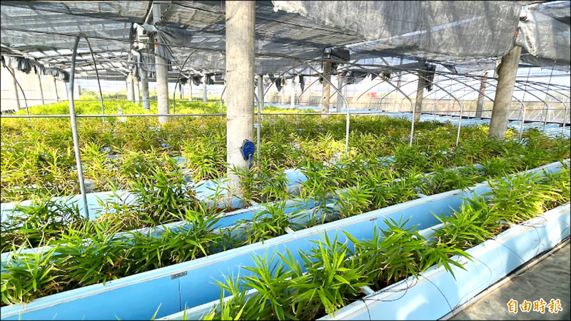 為了防弊，地面型光電遮蔽率為40%，生薑業者就呼籲，政府發展農電共生應「以農為本」，依據不同作物的光照特性，適時調整光電板遮蔽率，而非讓農作物配合光電板。（資料照，記者廖家寧攝）