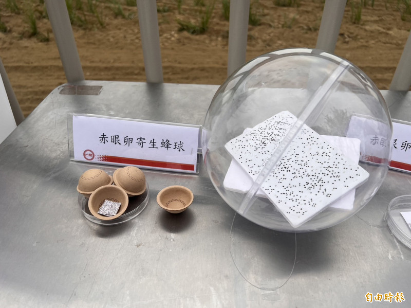 台糖與農業部、文化大學團隊合作,發展寄生蜂球,設計概念來自玩具「扭蛋」,搭配無人機投放可用於蔗田、玉米田生物防治。(記者林菁樺攝)