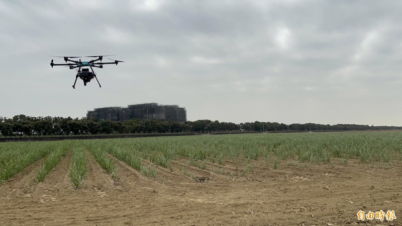 寄生蜂球搭配無人機投放,可用於蔗田、玉米田防治害蟲,取代人工,效率至少提升四倍。(記者林菁樺攝)