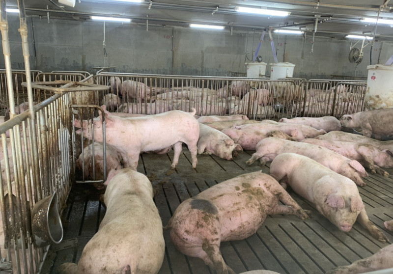安心豬遭驗瘦肉精 台糖澄清：完全沒購買或使用