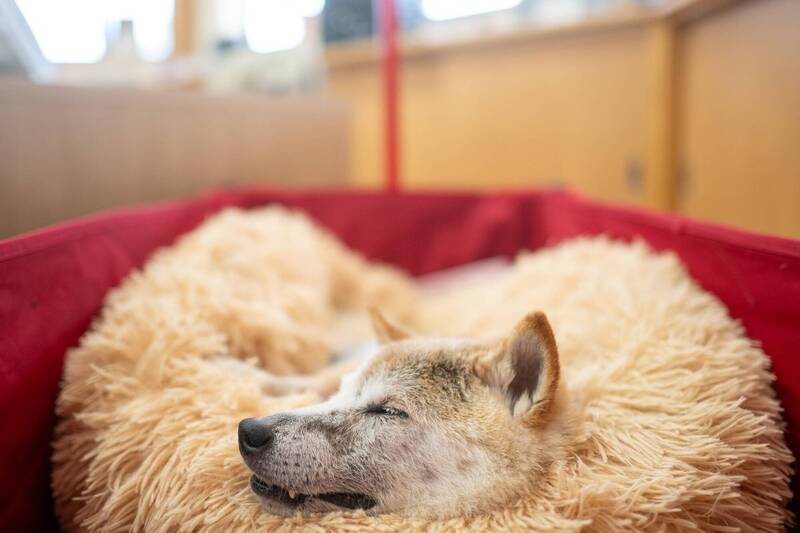 日本迷因柴犬始祖「Kabosu」週五過世，圖為今年3月，牠在飼主佐藤敦子上班的幼兒園內睡覺的畫面。（彭博）