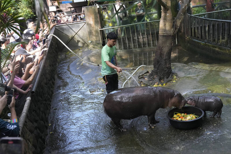 綠山野生動物園（Khao Kheow Open Zoo）侏儒河馬寶寶「彈跳豬」（Moo Deng）在網路爆紅後，讓動物園遊客暴增。（美聯社）
