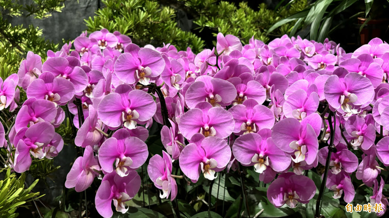 目前美國為台灣蘭花的最大出口市場，每年約出口6672萬美元，台南蘭花占台灣產值5成。（記者楊金城攝）
