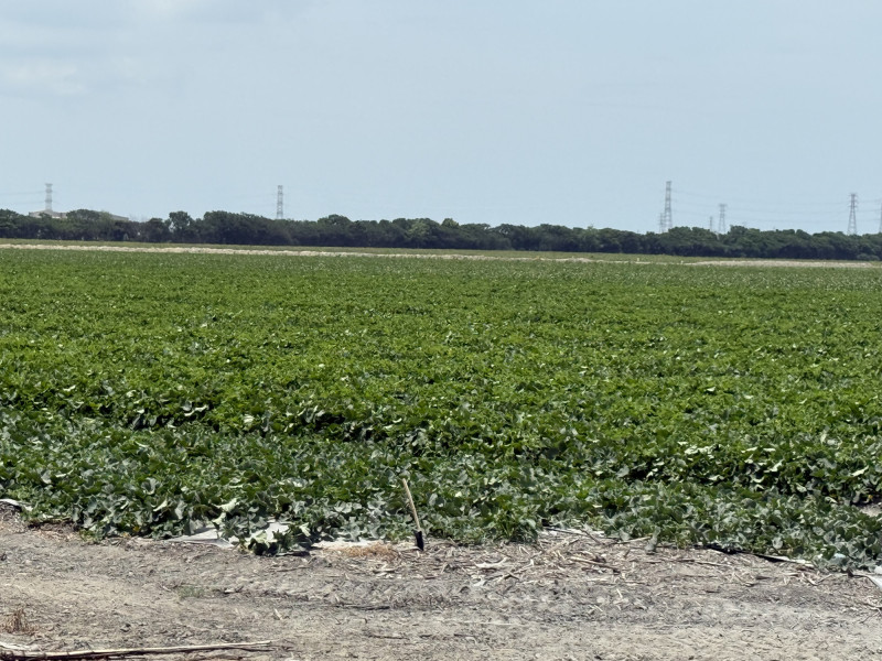 褒忠產業園區位於台糖馬光農場，占地約265公頃。（記者李文德攝）