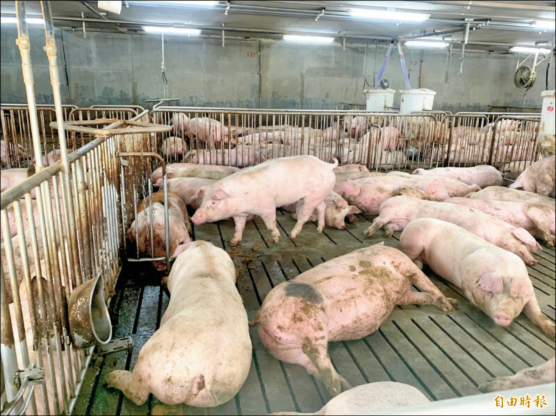 台糖養豬場。（資料照，記者林菁樺攝）