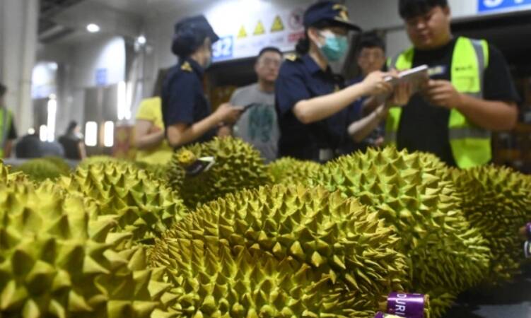 越南榴槤出口商正面臨中國嚴格品質檢查以及來自泰國、菲律賓和中國國內生產的激烈競爭所造成的衝擊。（路透）