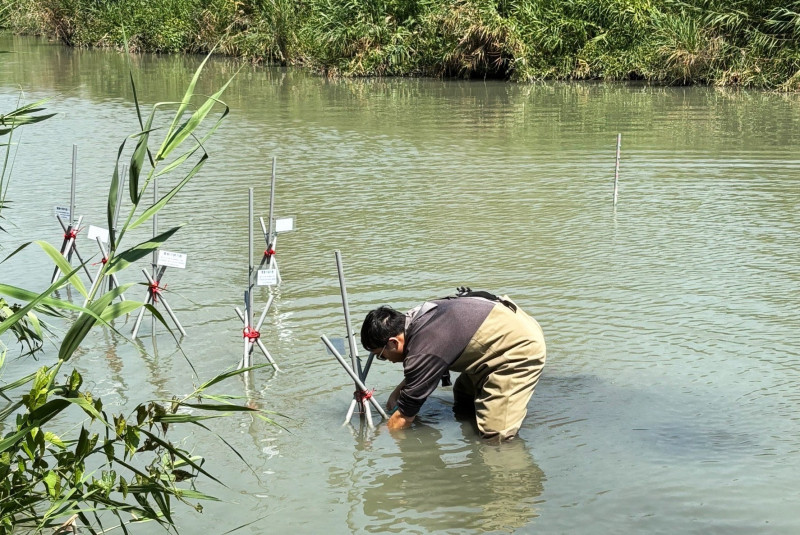 永豐餘啟動舊鐵橋濕地碳匯實驗提升計畫，以科學嚴謹的態度調查植物分解量 。（永豐餘及中山大學團隊提供）