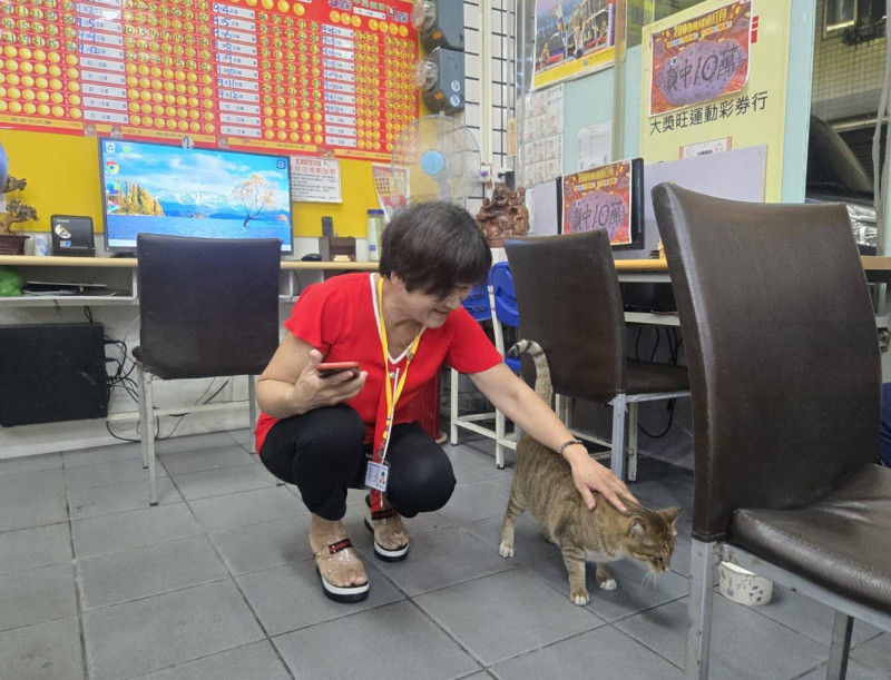 老闆娘說新收編的浪流貓奶茶，在開獎前當天不斷瞄瞄叫。（彩券行提供）