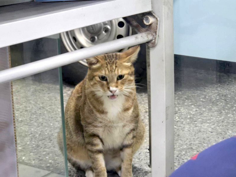 浪流貓奶茶最近收成彩券行店貓，在開獎前當天不斷瞄瞄叫。（彩券行提供）