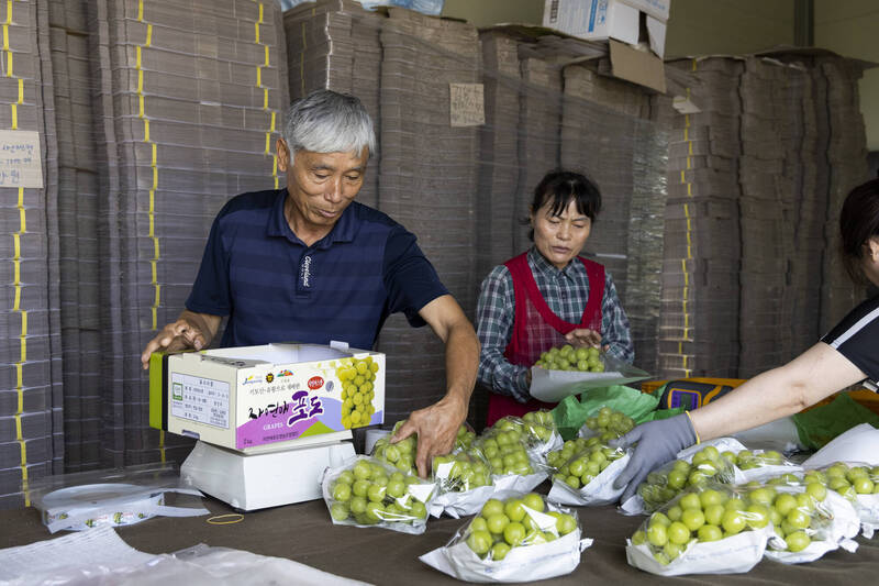 麝香葡萄價格下跌與全球市場出現衰退，生產過剩佔很大原因。（資料照，彭博）