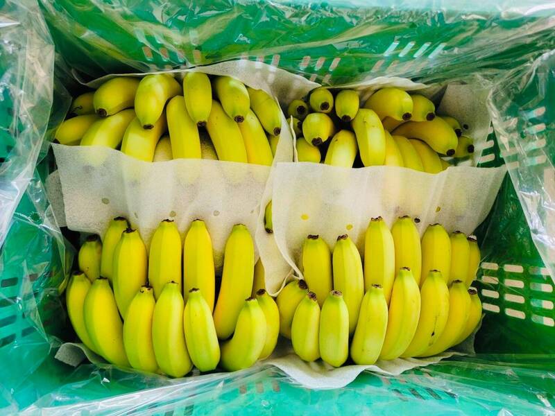 高雄香蕉品質好,深受消費者喜愛。(記者陳文嬋攝)