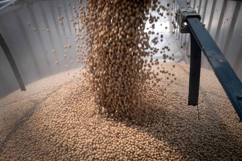 中國是全球最大的大豆買家,但今年尚未購買任何美國秋季收穫的大豆貨物。(法新資料照)