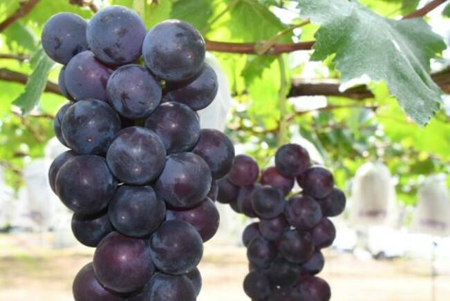 巨峰葡萄是1940年代培育出來的品種，以其粒大、色澤深、甜度高、汁液豐富而聞名。（取自網路）