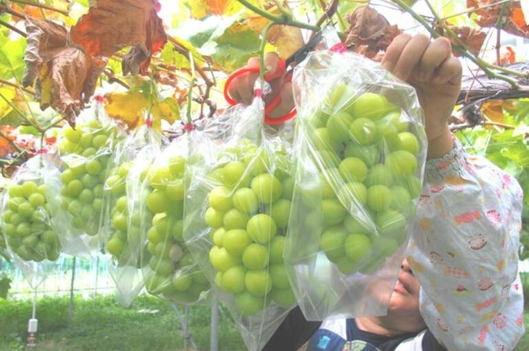 麝香葡萄種植佔據了日本主導市場地位。（取自網路）