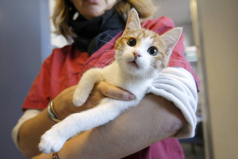 日本越來越多長者將生活重心與支出重點，從傳統的家庭支援轉向個人興趣與寵物陪伴。貓咪示意圖。（美聯社）