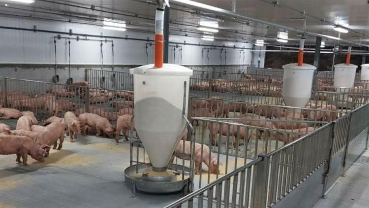 防非洲豬瘟衝擊，台糖後續可提前出豬以穩定市場供應與價格。（台糖提供）