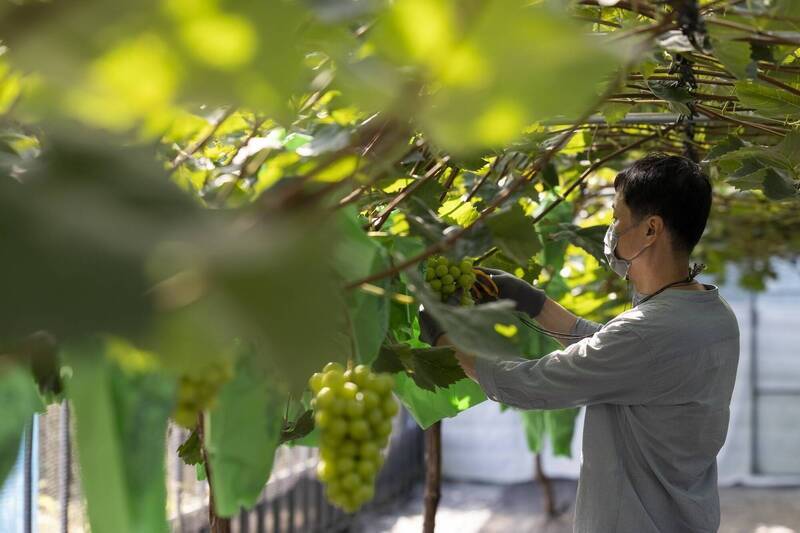 日本麝香葡萄是台灣人送禮熱門商品。（示意圖，彭博）
