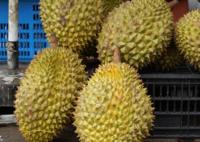 越南目前擁有近4萬5000公頃榴槤種植面積，其中2萬6000公頃已完成採摘。（路透）