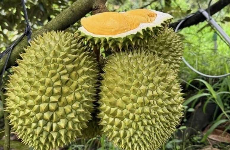 近年來榴槤和菠蘿蜜的價格飛漲，人人都爭相種植。（路透）