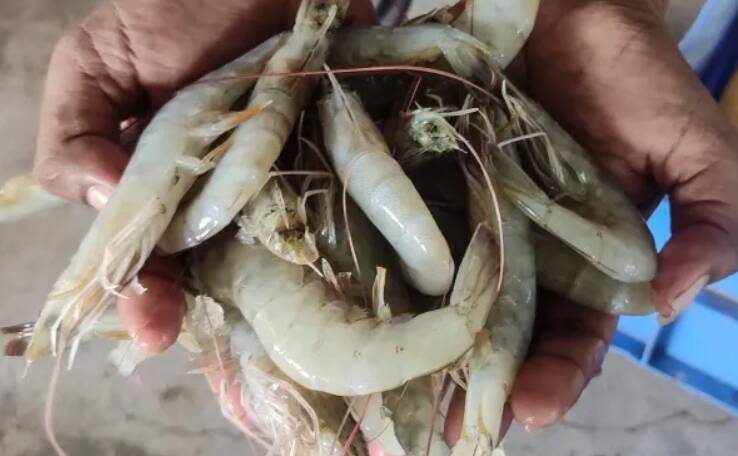 養蝦是一項成本很高的生意，需要支付電費、土地租賃費、飼料費和其他費用。（路透）