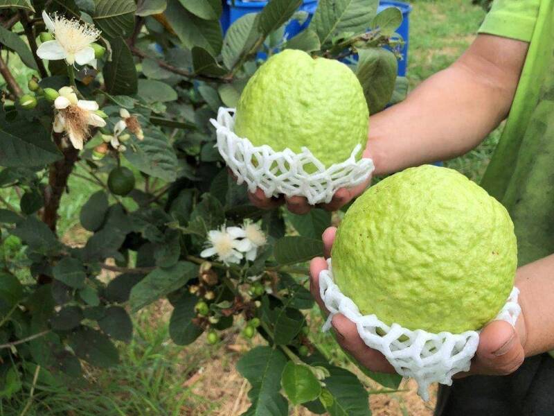 芭樂好貴，12日每公斤拍賣均價來到94.9元。（資料照）