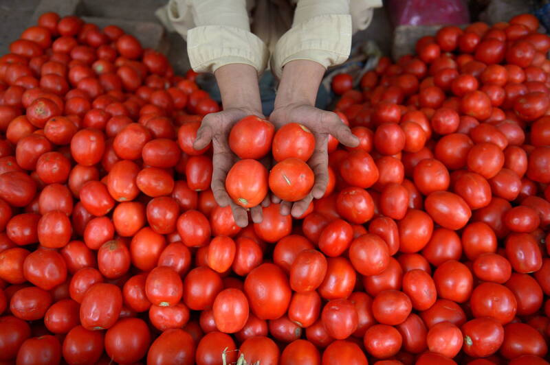 自從義大利部分企業被發現將中國番茄，混入其冠上義大利之名的商品後，歐洲對番茄供應鏈的審查愈發嚴格。。番茄示意圖。（歐新社）
