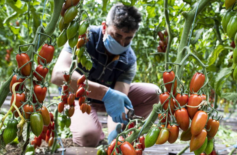 義大利是全球最大的「可即食番茄製品」出口國，但由於成本考量，一些義大利業者被查出使用中國番茄。圖為義大利的番茄農民。（歐新社）