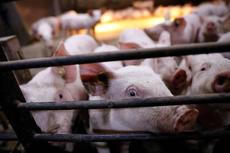 中國是全球豬肉最大消費國，每年吃掉多達7億頭豬。（路透資料照）