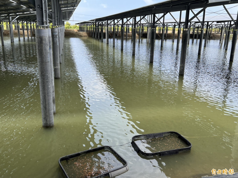 志光漁電共生在台南七股，佔地面積約114公頃，養殖池有132池。（記者林菁樺攝）