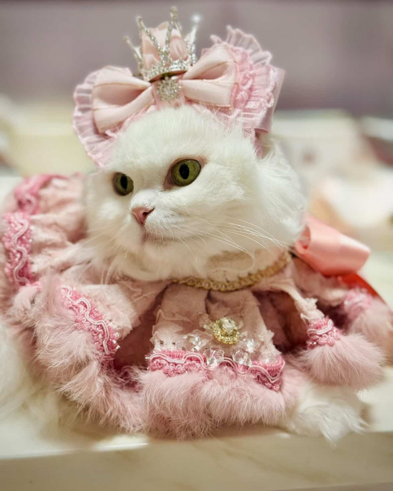 在全球，貓派的飼主大幅提升。（下載自IG）